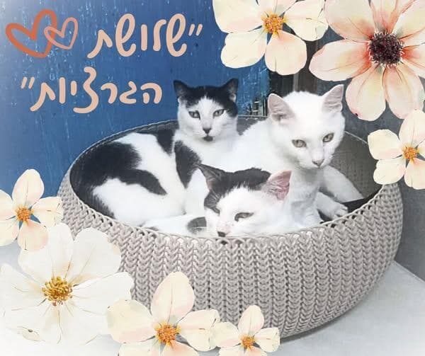 לולה, דוטי וארומה