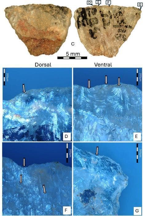 ניתוח ראשי החץ המורעלים מאפריקה