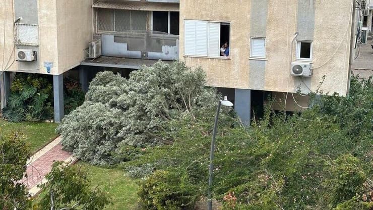 עץ קרס ברחוב שמואל הנגיד הרצליה