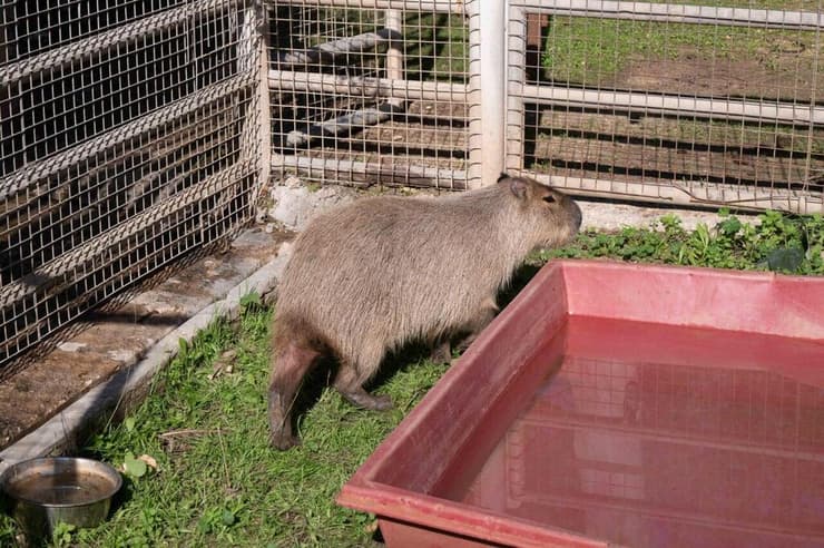 הקפיברה ציון