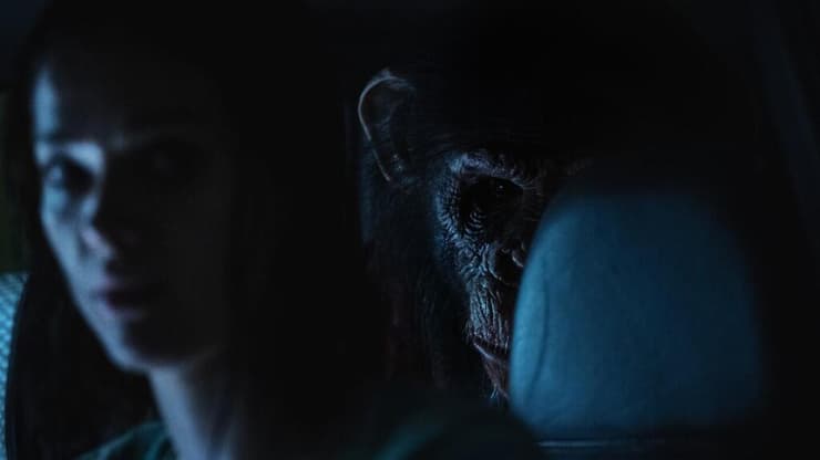 מתוך "קוף הדם"