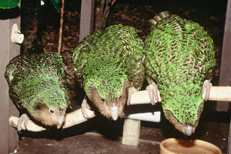 תוכי הקאקאפו, הנמצא בסכנת הכחדה חמורה בניו זילנד, מתרבה אחת לשנתיים עד ארבע שנים