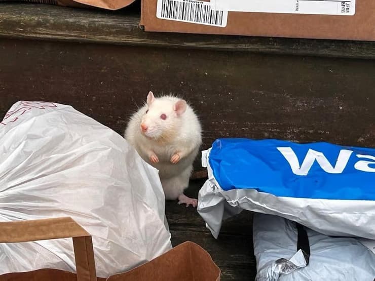 אחת החולדות בבית (צילום: Suffolk County District Attorney’s Office) אחת החולדות בבית