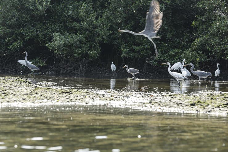 סביבת המנגרובים במפרץ הערבי היא ביתם של כמעט 60 מיני בעלי כנף, לרבות פלמינגו ואנפות