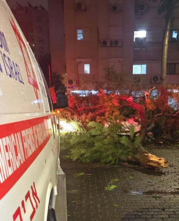 עץ נפל ברחוב קהילת ברזיל בתל אביב
