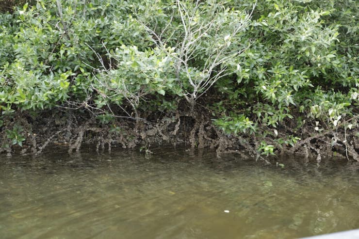 מערכות אקולוגיות של מנגרובים משמשות ככיורי פחמן דו-חמצני יעילים ביותר, ואוגרות אותו בשורשים ובענפים שלהן