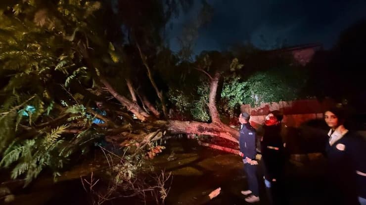 עץ נפל ברחוב תדהר ברמת גן