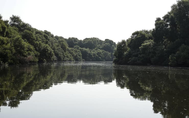 מערכות אקולוגיות של מנגרובים במדינות המפרץ הפרסי פגיעות, ואם המגמות הנוכחיות יימשכו, כיסוי המנגרובים באזור צפוי להתכווץ ב-45% נוספים במהלך 50 השנים הבאות