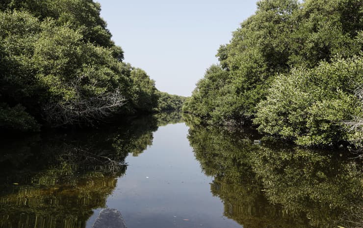 יערות המנגרובים העמידים למליחות גבוהה וחום קיצוני זוכים להערכה בשל סגולותיהם הרפואיות, חשיבותם האקולוגית ומורשתם התרבותית