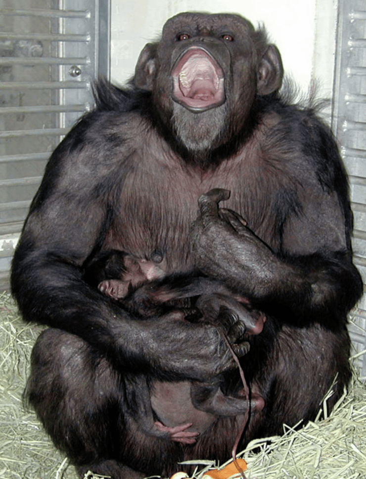 השימפנזה איי, שנפטרה בגיל 49, עם בנה איומו