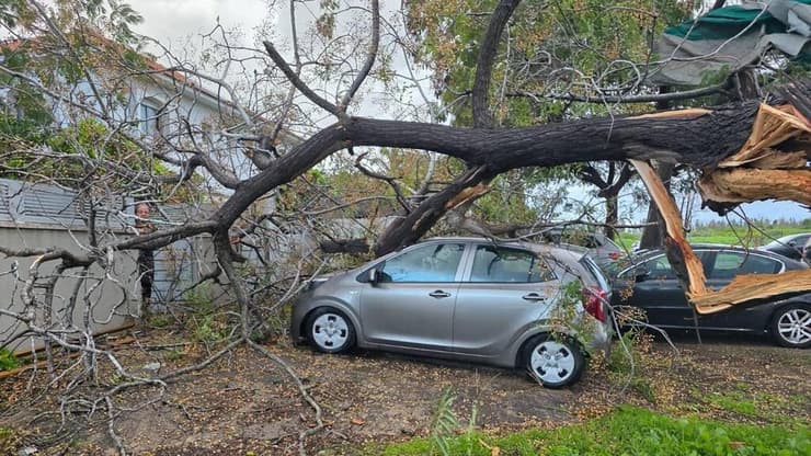 קריסת עץ בפרדס חנה כרכור 