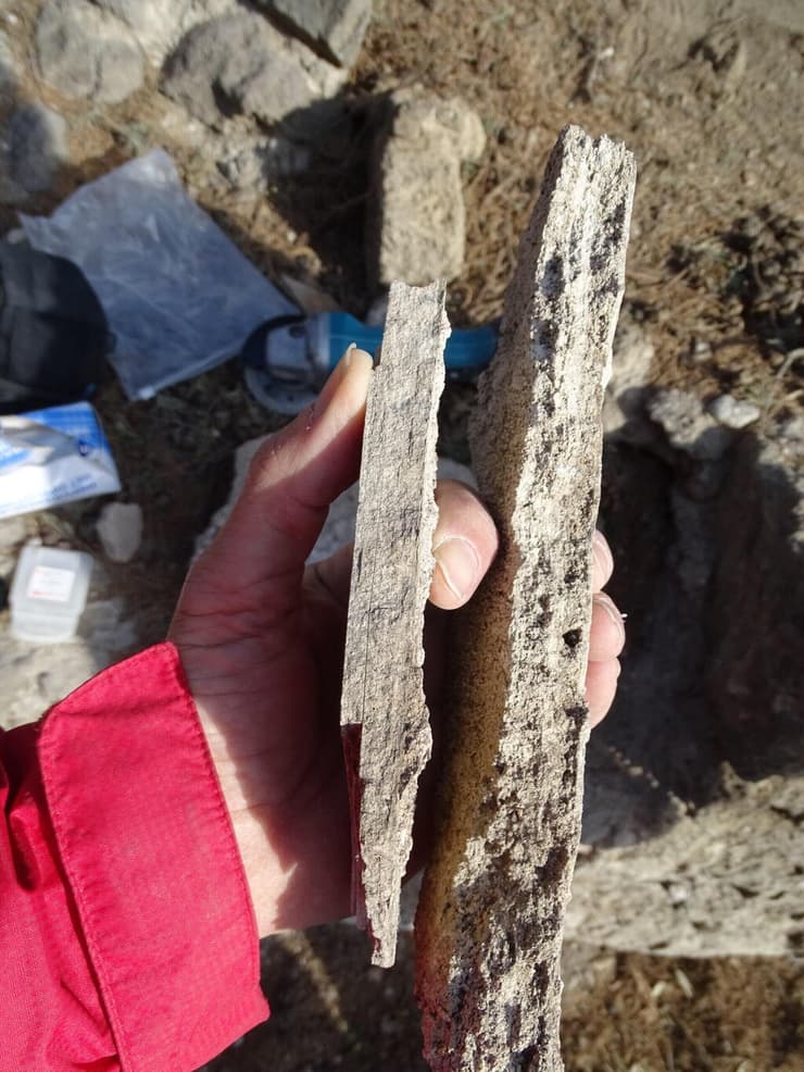 דגימות פחמה מהמרחצאות הרפובליקניים בפומפיי