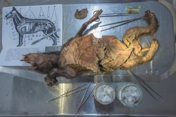 שרידי הזאב מעידן הקרח האחרון, שבבטנו אותרה דגימת הגנום של הקרנף הצמרירי