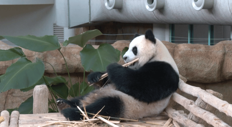 אחת הפנדות במלזיה