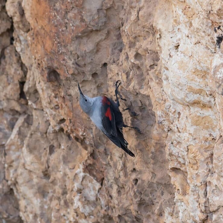 מחפשת חרקים במצוק
