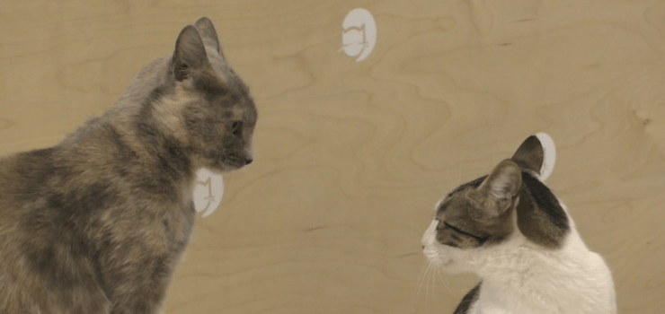 שני חתולים מבויתים במפגש קרוב