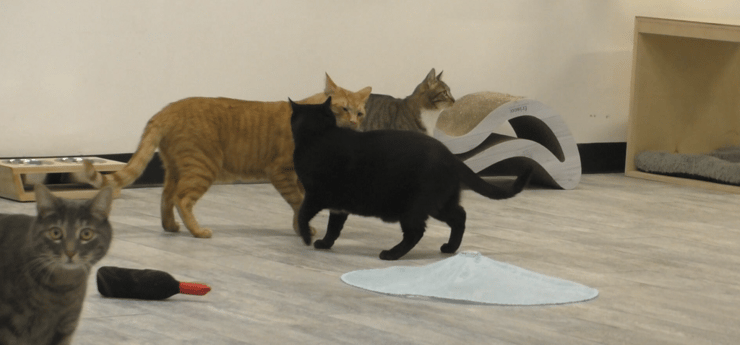 קירבה גופנית בין שני חתולים מבויתים