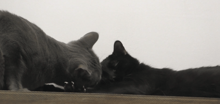 אינטראקציה בין שני חתולים מבויתים