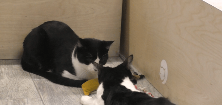 אינטראקציה בין שני חתולים מבויתים