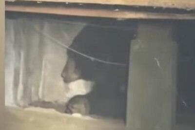 הדוב שמצא בית