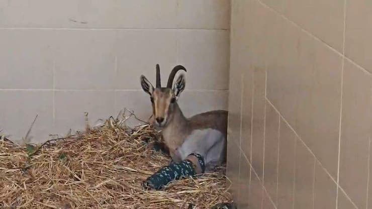 היעלה אחרי הניתוח