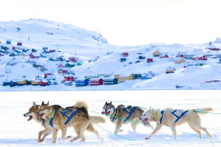 כלבי מזחלת בגרינלנד