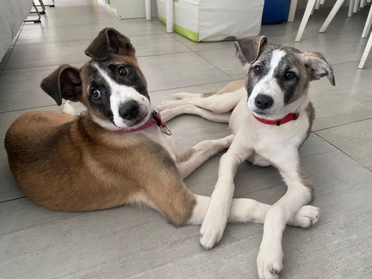 גורי וראנצ'ו