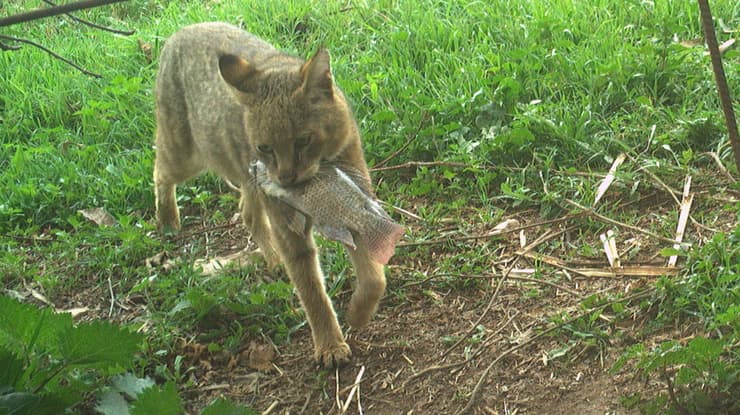 חתול ביצות עם דג בפיו