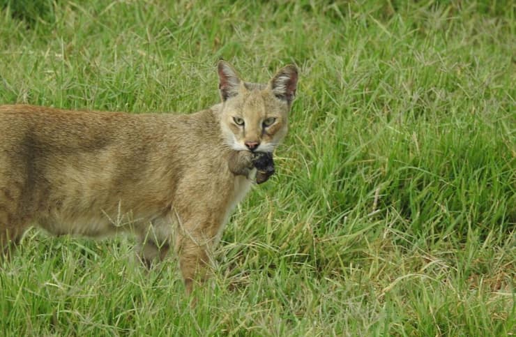 חתול ביצות עם ציד
