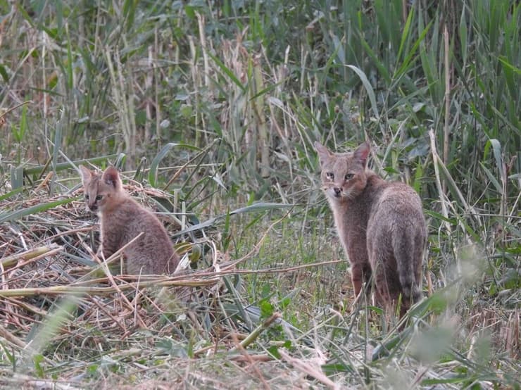 חתולי ביצות