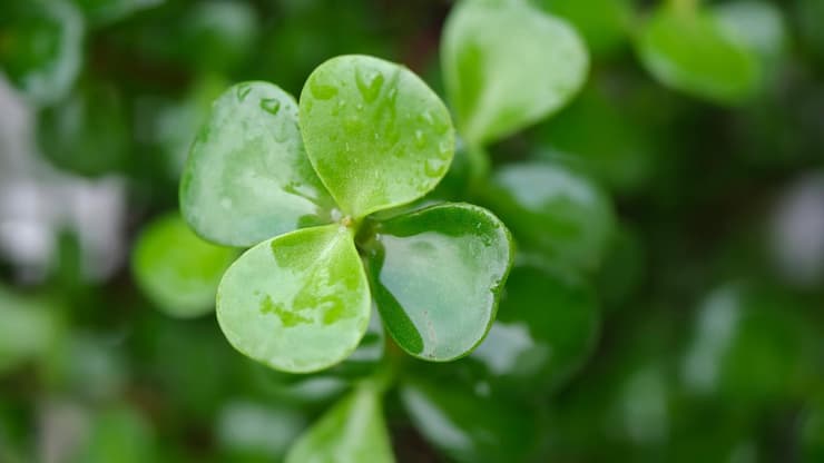 Find X9 Pro של חברת אופו (Oppo)