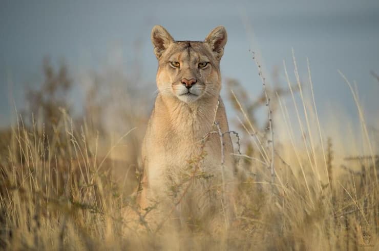 הפומה רופסטרה שהלכה לעולמה