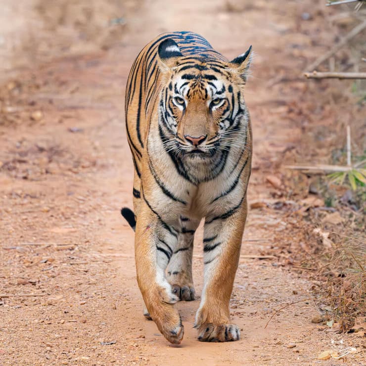 טיגריס בהודו