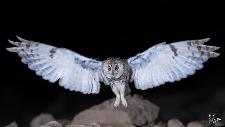 ינשוף בעזוז