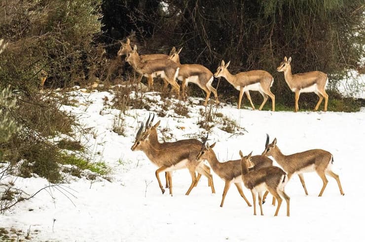 צבאים בשלג בעמק הצבאים שבירושלים