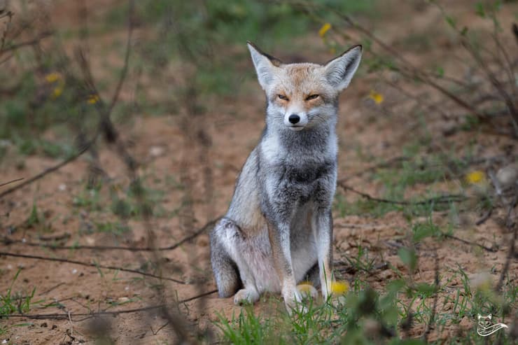 השועלה נסלי, שנמצאה מתה על ידי ליאורה לוין