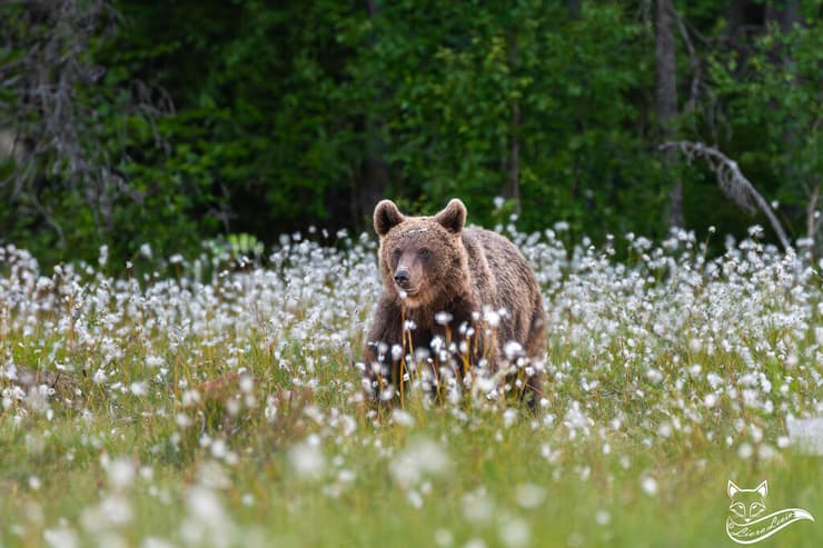 דוב חום אירופי בפינלנד