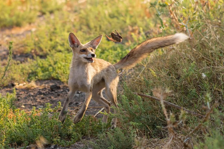 גור שועלים מקפיץ עטלף פירות