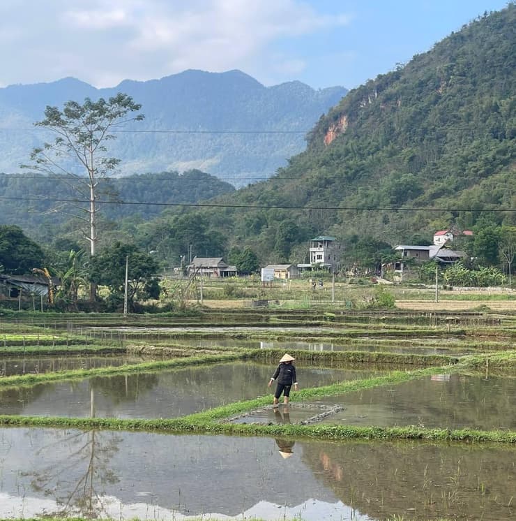 שדות אורז בווייטנאם
