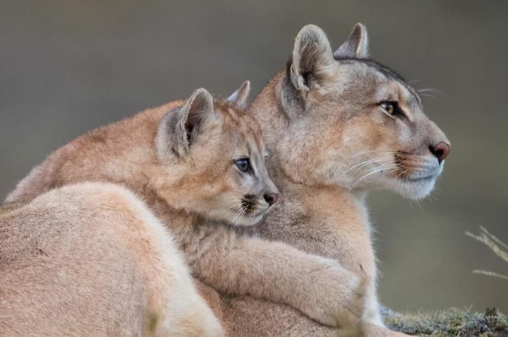 הפומה רופסטרה ואחד מגוריה