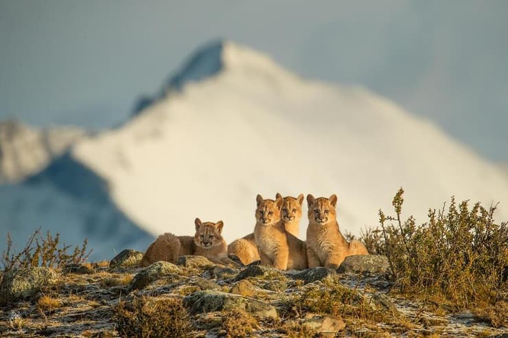 גוריה של רופסטרה על רקע הנוף הפטגוני הפראי
