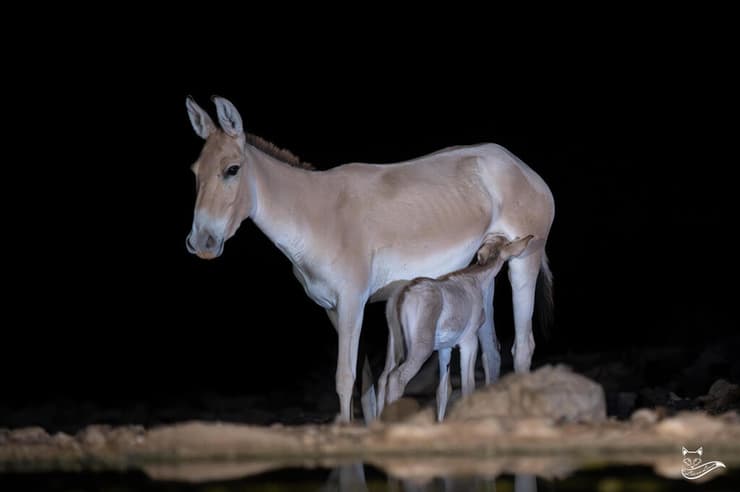 נקבת פרא מניקה בעזוז