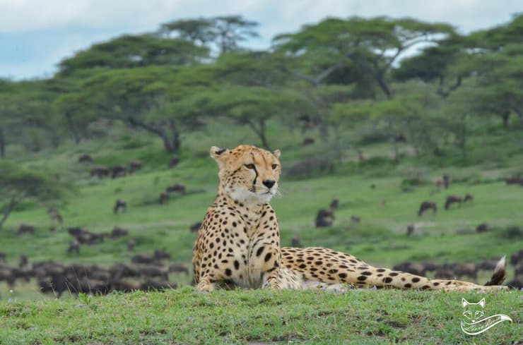צ'יטה בטנזניה