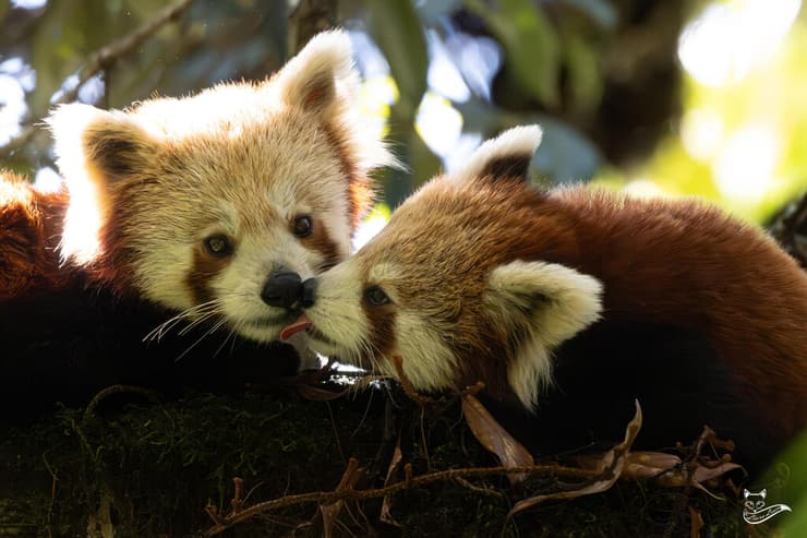 פנדות אדומות בצפון הודו
