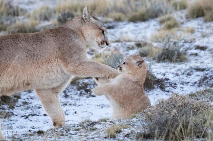 רופסטרה ואחד מגוריה, ברגע שתועד עם הזריחה