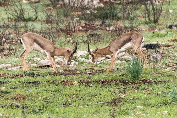 משחקי דומיננטיות במצפה נפתוח שבירושלים