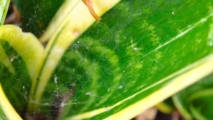 Find X9 Pro של חברת אופו (Oppo)