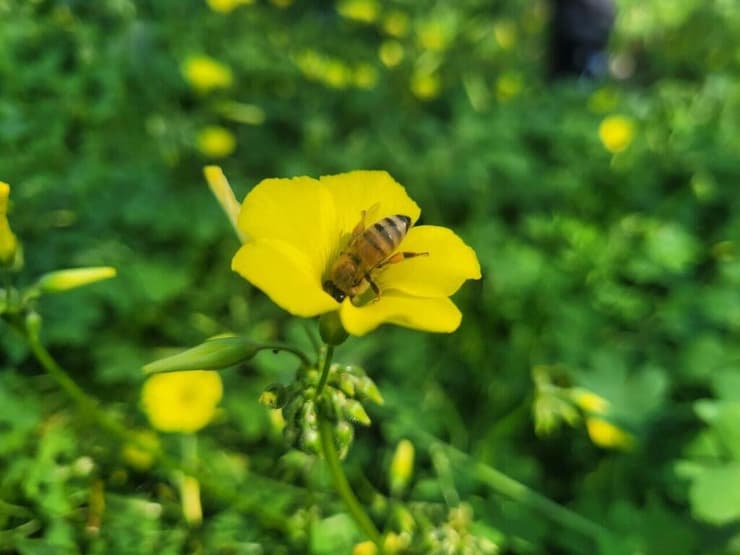 חמציצים ודבורה