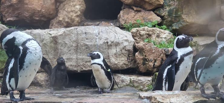 הפינגויוין הצעיר בחצר הפינגווינים