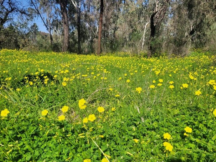 שדה חמציצים 